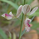 Polygala hottentotta